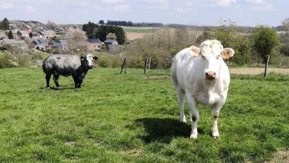 Le documentaire aborde une question apparemment simple : « Sommes-nous mieux dans un monde  sans vaches ? »