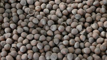 Parmi les lauréats, figure notamment Agronuts, primé pour son projet de production de noisettes bio belges.