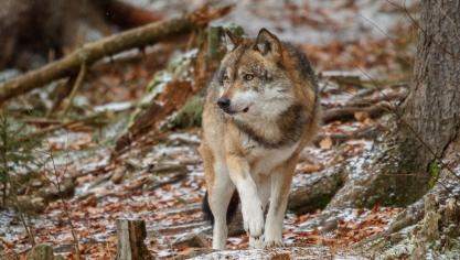 Une vingtaine de loups sont recensés actuellement en Wallonie.