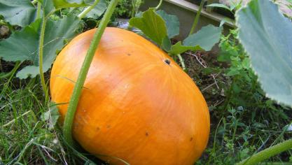 Profitons de la période hivernale pour refaire l'inventaire de nos besoins en nouvelles semences. C'est l'occasion de tester de nouvelles variétés.