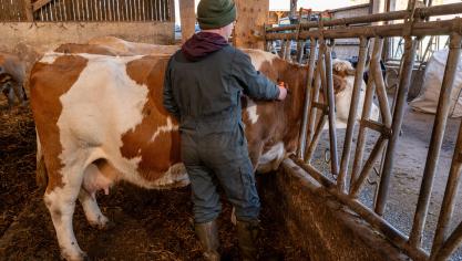 La vaccination implique notamment la perte du statut indemne sans vaccination.