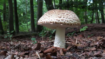 Photo d’illustration