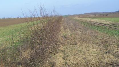 Idéalement, la haie est implantée entièrement sur la parcelle cultivée plutôt qu’en périphérie. Cela permet de protéger les cultures aussi bien sous le vent que du côté des vents dominants. Son entretien s’en trouve également facilité, puisqu’elle accessible de part et d’autre de la même manière.