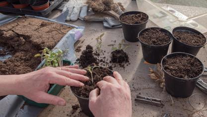 young-plants-4892085