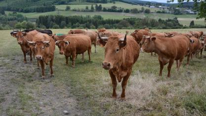 L’indice consacré au prix de la viande  a progressé de plus de 5,1 % entre 2024  et 2025, poussé notamment par la hausse des cours mondiaux de la viande bovine.