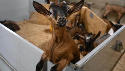 Ces mâles reçoivent d’abord le colostrum de leur mère, et ensuite de la poudre  de lait. L’éleveur a trouvé plusieurs filières pour ses chevreaux : des colis à la ferme, la vente à un abattoir, et  une collaboration avec le Collège des producteurs pour la valorisation  de cette viande locale.