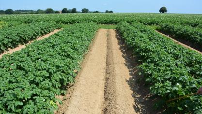 Pour Phytoweb, ces mesures sont nécessaire dans l’objectif de maintenir l’aclonifène sur le marché belge.