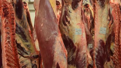 Au cours des onze premiers mois de 2025, la production de viande bovine a diminué de plus de 10 % par rapport à la même période en 2024.