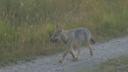 Bien que le loup ne représente pas une menace directe pour l’homme, cette fausse alerte rassurera les propriétaires d’animaux de la région.