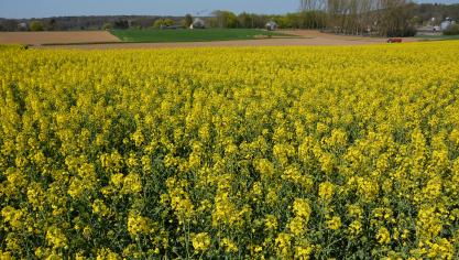 Le rendement et les prix du colza fluctuent d’une année à l’autre, ce qui se ressent sur la marge brute.