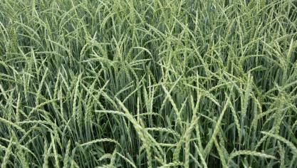 Seule une variété d’épeautre,  issue du travail mené par le Cra-w,  rejoint le catalogue national.