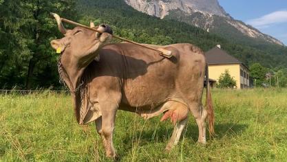Veronika utilise l’une ou l’autre extrémité du balai selon la zone de son corps qu’elle souhaite gratter : la brosse pour son dos...