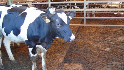 Les produits laitiers feront partie du « bilan de santé »  de la situation des marchés agricoles que la commission européenne souhaite entreprendre au cours  des prochains mois.