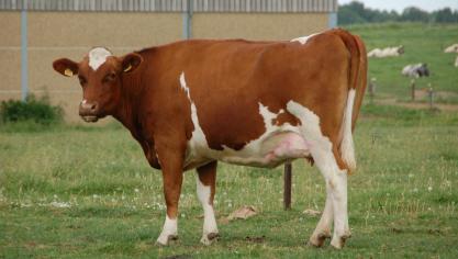 L’UE ne représente qu’une part limitée des émissions mondiales de gaz à effet de serre, et son agriculture encore moins ont rappelé les eurodéputés.