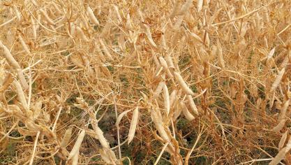 Le pois protéagineux d’hiver affiche,  d’une année à l’autre, une variabilité de rendement plus marquée que la féverole.