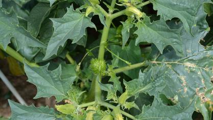 Le seuil de non conformité a été fixé à dix plantes au stade de production de graines par hectare.