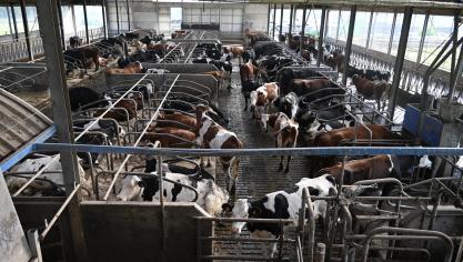 La traite robotisée peut améliorer le bien-être, la production et la qualité du lait, mais en tenant compte de certaines conditions.