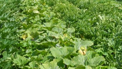 La diversité des cultures maraîchères permet d'élargir l'offre pour la vente au détail. Toutefois, il peut être difficile de produire et de récolter avec des machines adaptées et performantes. Des choix sont donc nécessaires.