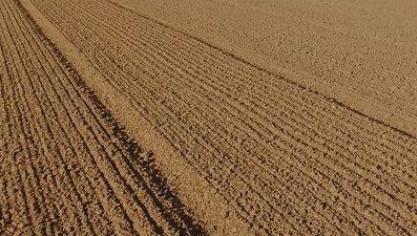 Pour les orges brassicoles, la date idéale de semis en Belgique se situe entre la mi-février et la mi-mars.