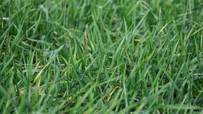 Comme pour le froment, la détermination de la fumure azotée ne peut se limiter à une recommandation unique. Elle doit intégrer un ensemble de facteurs agronomiques propres à chaque situation parcellaire.