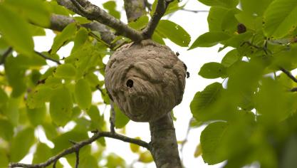 Grâce à une approche coordonnée,  la Province entend limiter la prolifération des nids et protéger durablement  la biodiversité locale.