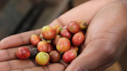 Des températures supérieures à 30°C nuisent très fortement à la culture des plants d'arabica et pèsent sur les rendements du robusta, les deux variétés les plus cultivées au monde.