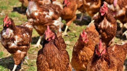 chicken-4155959_1920