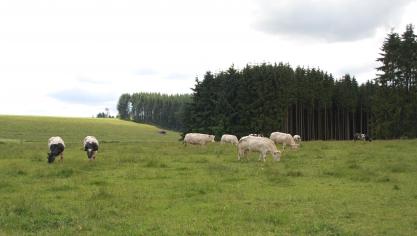 L’élevage constitue la colonne vertébrale du système agricole en province  de Luxembourg.