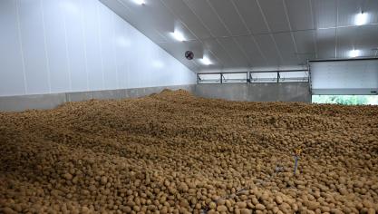 Le dégagement précoce concerne 22% de la récolte initiale de pommes de terre de consommation, correct en proportion de la récolte initiale mais insuffisant pour dégager le surplus de production en tonnage.