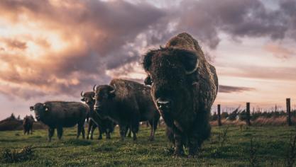 Le bison demeure un animal sauvage et rustique, qui n’a pas besoin de l’homme.