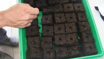 Pour les semis, le terreau ne doit pas être riche afin d’éviter qu’un excès de sels ne nuise à la germination de nos graines. Notons que par la suite, le repiquage se fera dans des terreaux plus riches afin de subvenir aux besoins des plantes en pleine croissance.