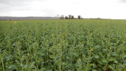 La surveillance des méligèthes doit continuer jusqu’à la floraison de la variété principale.