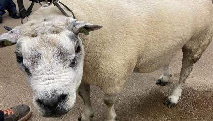 Pour les petits ruminants, un  licol et la force humaine suffisent généralement à immobiliser  l'animal.