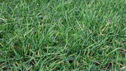 Malgré que les escourgeons aient atteint le stade requis pour envisager un premier traitement, la pression en maladies reste globalement modérée dans la majorité des situations.