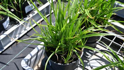 Le souchet, difficile à éradiquer en raison de son système racinaire et de sa multiplication rapide, doit être détecté précocement et géré par une combinaison de mesures préventives, mécaniques et chimique.