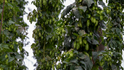 La région de Poperinge est historiquement connue pour ses champs de houblon.