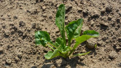 La lutte contre les pucerons  est en perpétuelle évolution, avec  la mise sur le marché, cette année,  de nouveaux insecticides.