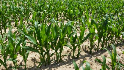 Le maïs valorise particulièrement bien les apports de matières organiques, ce qui explique le recours fréquent à une fertilisation mixte (engrais de ferme et engrais minéraux)