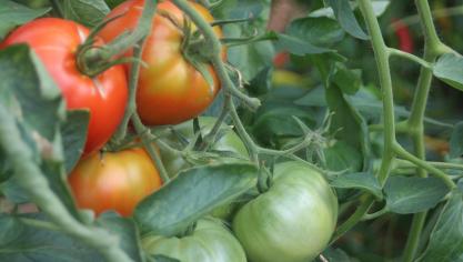 Lorsque les températures dépassent la zone optimale, la maturation des fruits est ralentie aussi.