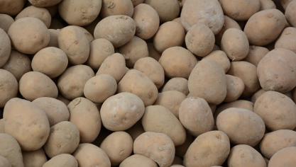 Dès réception des plants, il convient de les conserver dans les meilleures conditions possibles pour  ne pas affecter la future culture.