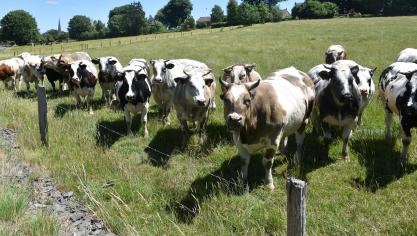 L’élevage suppose des investissements lourds, des cycles longs et une visibilité  que les politiques publiques peinent encore à garantir.