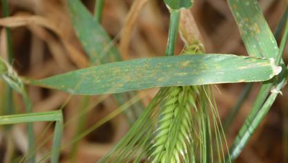 Il n’est pas nécessaire de traiter systématiquement au stade redressement, mais il est indispensable d’aller observer l’état sanitaire de la culture dans chaque parcelle.