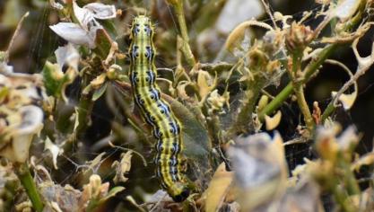 La chenille provoque déjà ses premiers dégâts...  Il faut donc intervenir sans tarder.