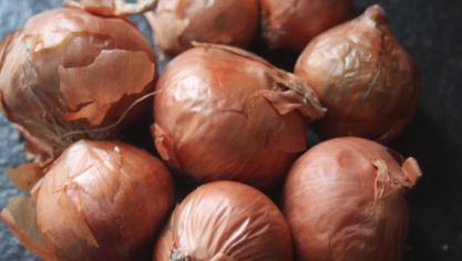 Attendre pour planter les échalotes jusqu’après la mi-avril permet d’obtenir de très bons résultats. La récolte se fera alors 3 à 4 mois plus tard, selon la variété et l’année.