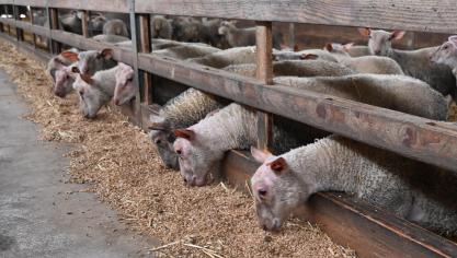 L’apparition de la maladie est toujours le signal d’un déséquilibre digestif.