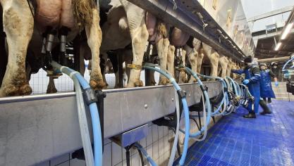 Le faisceau reste stable, droit et positionné avec précision sous la mamelle pendant toute la durée de la traite.