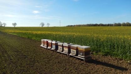 Le retour des températures printanières sera favorable à la floraison du colza. Les abeilles sont prêtes ! Malgré une floraison hétérogène dans les parcelles, sans doute liée à la présence de larves d’insectes dans les tiges, espérons passer à côté des problèmes de floraison/fécondation déjà signalés en France.