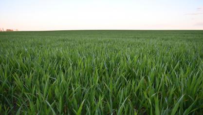 La septoriose progresse dans certaines parcelles de froment, principalement sur les feuilles basses, rendant indispensable une observation attentive afin d’adapter les interventions fongicides au niveau de pression et au stade de la culture.