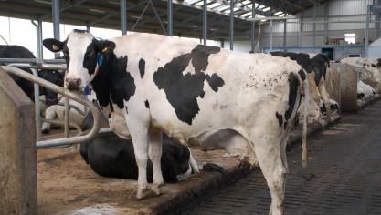 Le commissaire Hansen a promis aux ministres  une analyse de la situation et des perspectives pour  le secteur en cours de rédaction par ses services.