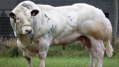 Né en 2021, Avicii de Mahoney est devenu une valeur sûre du centre.